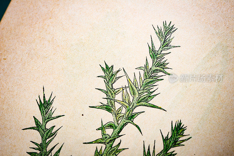 古色古香的植物学插图:多刺的盐草，Salsola kali